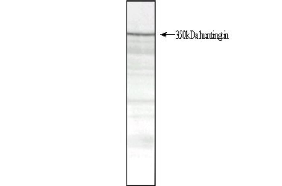 Western Blot - Anti-Huntingtin Antibody [HDB4E10] (A280584) - Antibodies.com