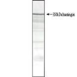 Western Blot - Anti-Huntingtin Antibody [HDB4E10] (A280584) - Antibodies.com
