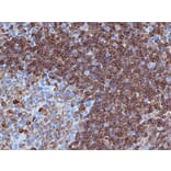 Flow Cytometry - Anti-CD79a Antibody [HM57] (A280617) - Antibodies.com