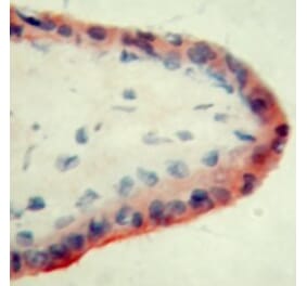 Immunohistochemistry - Anti-Apo-H Antibody [ID2] (A280698) - Antibodies.com