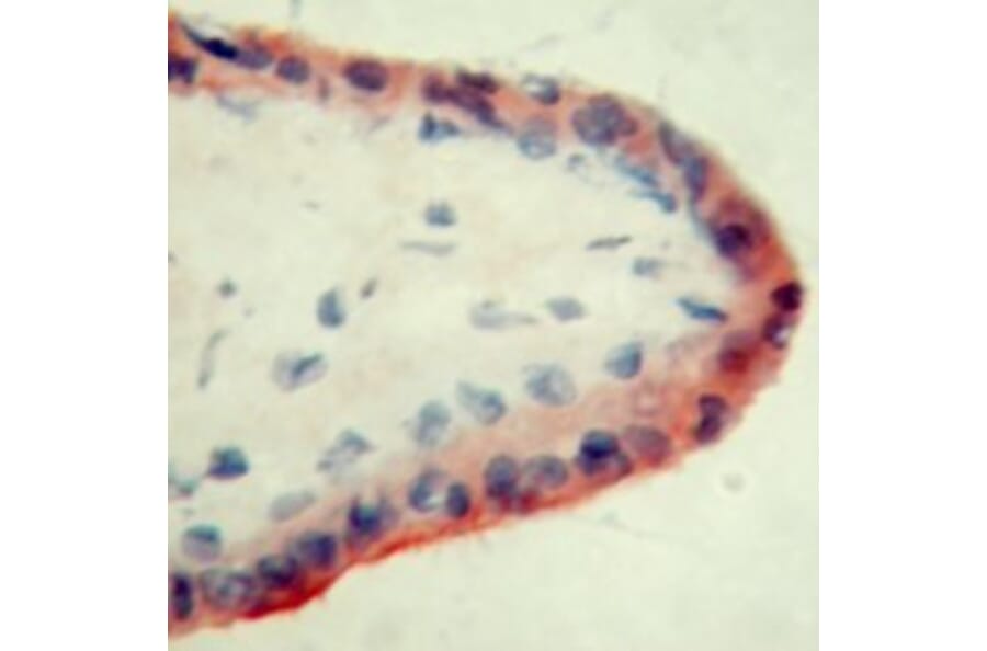 Immunohistochemistry - Anti-Apo-H Antibody [ID2] (A280698) - Antibodies.com