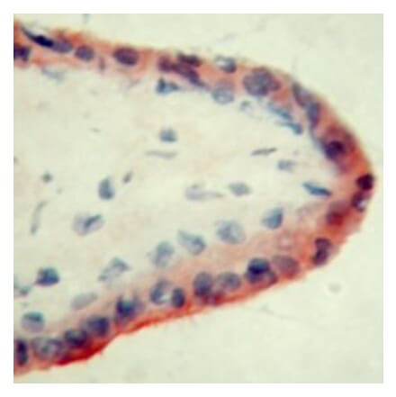 Immunohistochemistry - Anti-Apo-H Antibody [ID2] (A280698) - Antibodies.com