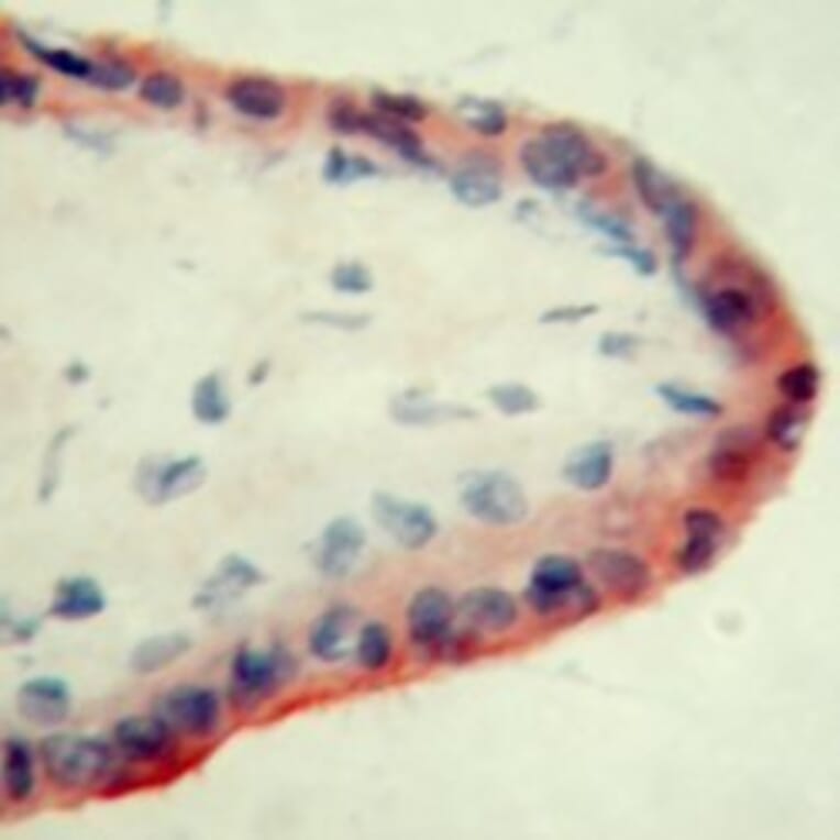 Immunohistochemistry - Anti-Apo-H Antibody [ID2] (A280698) - Antibodies.com