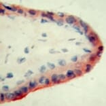 Immunohistochemistry - Anti-Apo-H Antibody [ID2] (A280698) - Antibodies.com