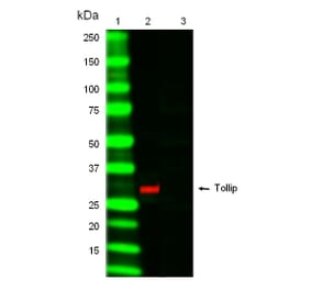 SDS-PAGE - Anti-Tollip Antibody [Kimmy-1] (A280819) - Antibodies.com