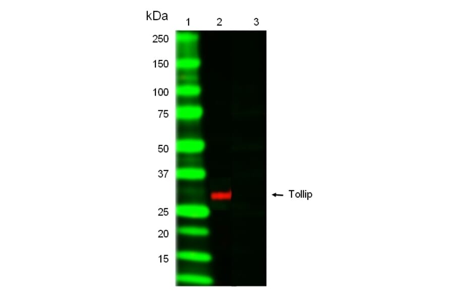 SDS-PAGE - Anti-Tollip Antibody [Kimmy-1] (A280819) - Antibodies.com