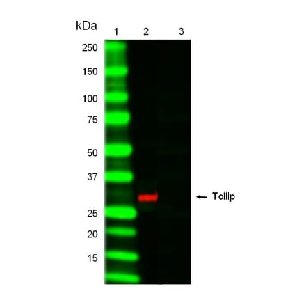 SDS-PAGE - Anti-Tollip Antibody [Kimmy-1] (A280819) - Antibodies.com