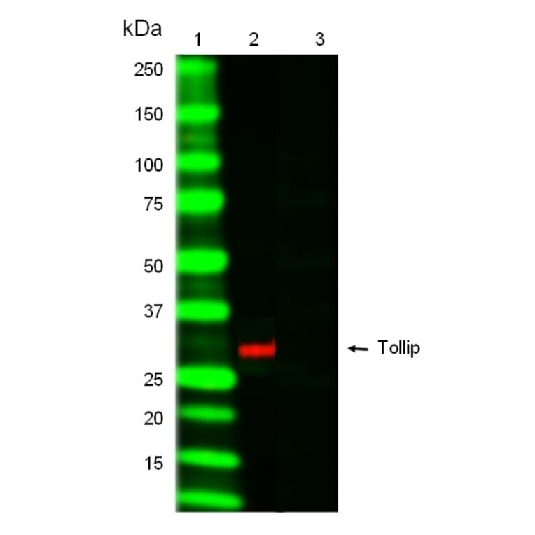 SDS-PAGE - Anti-Tollip Antibody [Kimmy-1] (A280819) - Antibodies.com