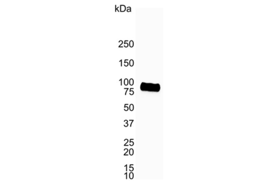 Western Blot - Anti-CD19 Antibody [LE-CD19] (A280867) - Antibodies.com