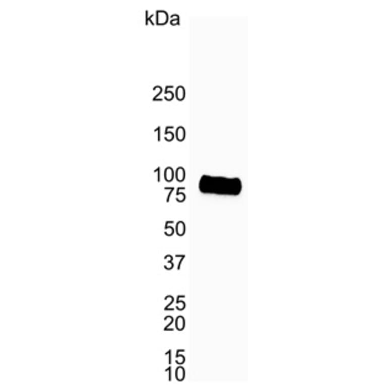 Western Blot - Anti-CD19 Antibody [LE-CD19] (A280867) - Antibodies.com
