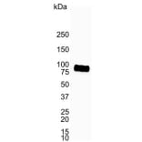 Western Blot - Anti-CD19 Antibody [LE-CD19] (A280867) - Antibodies.com