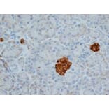 Immunohistochemistry - Anti-Chromogranin A Antibody [LK2H10] (A280876) - Antibodies.com