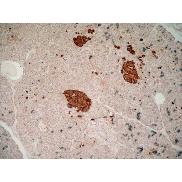 Immunohistochemistry - Anti-Chromogranin A Antibody [LK2H10] (A280876) - Antibodies.com