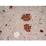 Immunohistochemistry - Anti-Chromogranin A Antibody [LK2H10] (A280876) - Antibodies.com