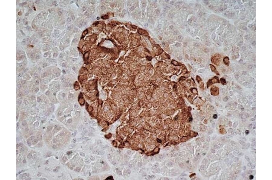 Immunohistochemistry - Anti-Chromogranin A Antibody [LK2H10] (A280876) - Antibodies.com
