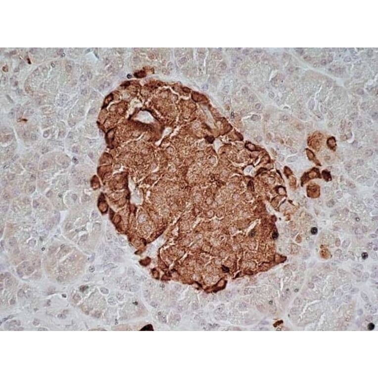 Immunohistochemistry - Anti-Chromogranin A Antibody [LK2H10] (A280876) - Antibodies.com