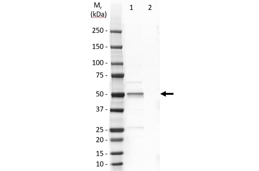 Western Blot - Anti-Cytokeratin 14 Antibody [LL002] (A280878) - Antibodies.com