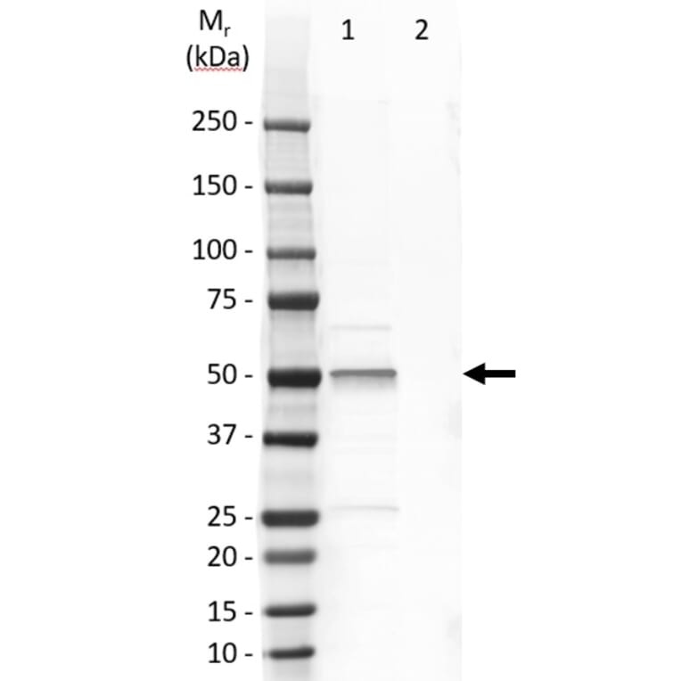 Western Blot - Anti-Cytokeratin 14 Antibody [LL002] (A280878) - Antibodies.com