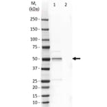 Western Blot - Anti-Cytokeratin 14 Antibody [LL002] (A280878) - Antibodies.com