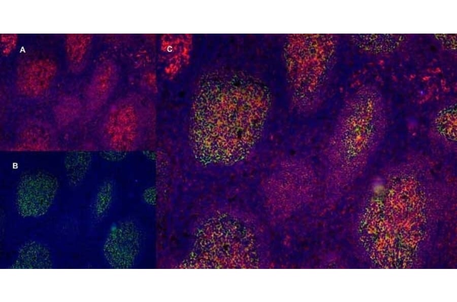 Immunofluorescence  - Anti-CD40 Antibody [LOB7/6] (A280900) - Antibodies.com
