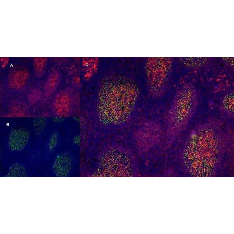 Immunofluorescence  - Anti-CD40 Antibody [LOB7/6] (A280900) - Antibodies.com