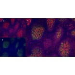 Immunofluorescence  - Anti-CD40 Antibody [LOB7/6] (A280900) - Antibodies.com