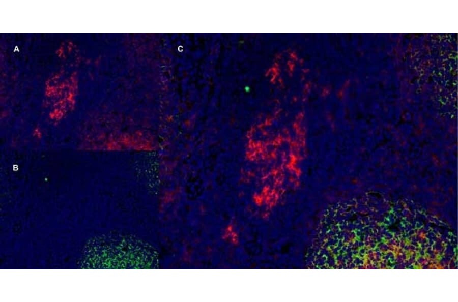 Immunofluorescence  - Anti-CD40 Antibody [LOB7/6] (A280900) - Antibodies.com