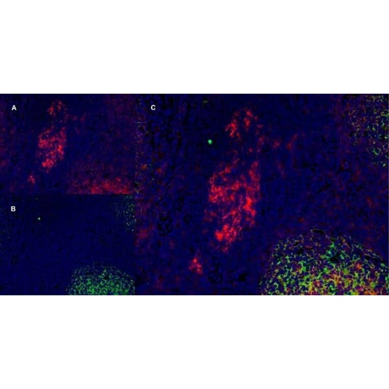 Immunofluorescence  - Anti-CD40 Antibody [LOB7/6] (A280900) - Antibodies.com