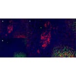Immunofluorescence  - Anti-CD40 Antibody [LOB7/6] (A280900) - Antibodies.com