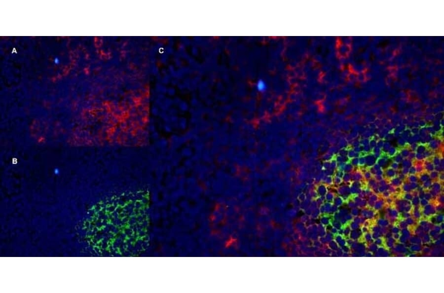 Immunofluorescence  - Anti-CD40 Antibody [LOB7/6] (A280900) - Antibodies.com