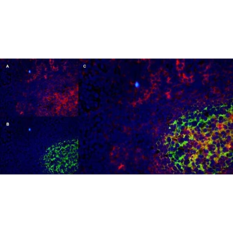 Immunofluorescence  - Anti-CD40 Antibody [LOB7/6] (A280900) - Antibodies.com