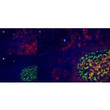 Immunofluorescence  - Anti-CD40 Antibody [LOB7/6] (A280900) - Antibodies.com