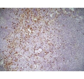 Immunohistochemistry - Anti-CD11b Antibody [M1/70.15] (A280992) - Antibodies.com
