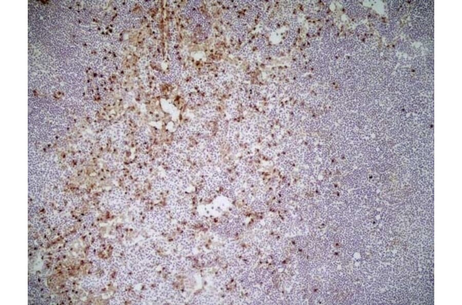 Immunohistochemistry - Anti-CD11b Antibody [M1/70.15] (A280992) - Antibodies.com