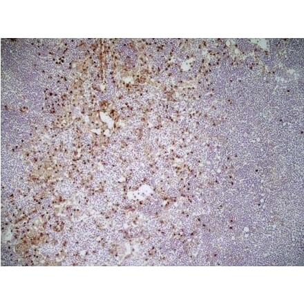 Immunohistochemistry - Anti-CD11b Antibody [M1/70.15] (A280992) - Antibodies.com