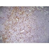 Immunohistochemistry - Anti-CD11b Antibody [M1/70.15] (A280992) - Antibodies.com