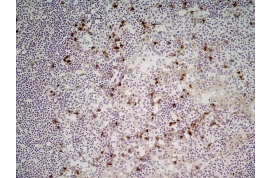 Immunohistochemistry - Anti-CD11b Antibody [M1/70.15] (A280992) - Antibodies.com