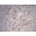 Immunohistochemistry - Anti-CD11b Antibody [M1/70.15] (A280992) - Antibodies.com