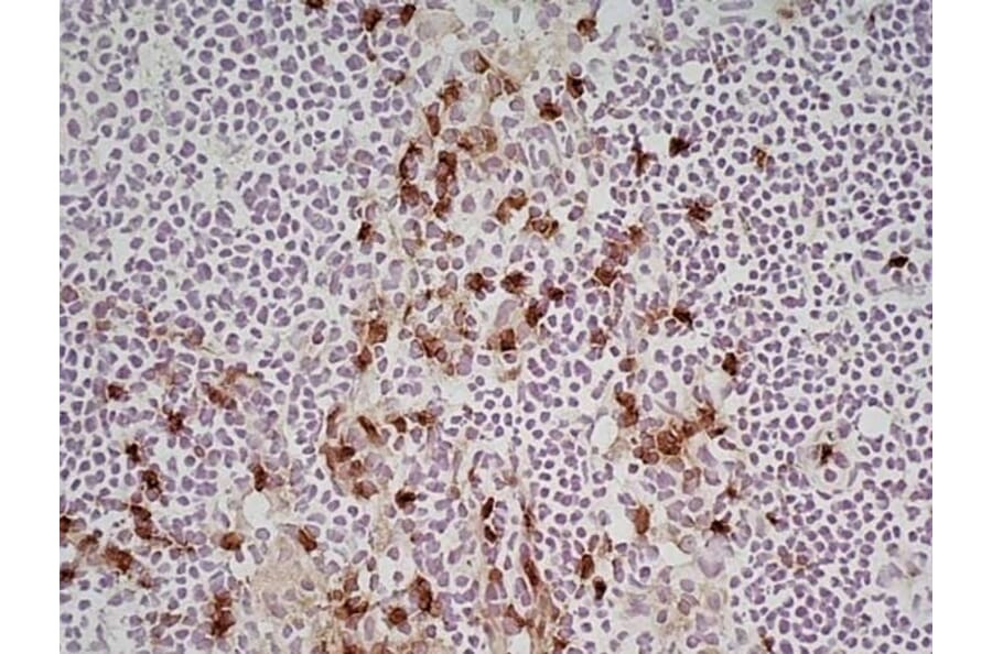 Immunohistochemistry - Anti-CD11b Antibody [M1/70.15] (A280992) - Antibodies.com