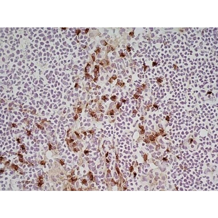 Immunohistochemistry - Anti-CD11b Antibody [M1/70.15] (A280992) - Antibodies.com