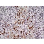 Immunohistochemistry - Anti-CD11b Antibody [M1/70.15] (A280992) - Antibodies.com