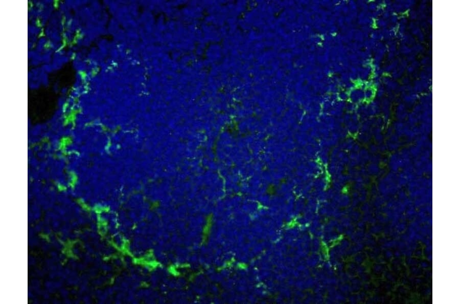Immunofluorescence  - Anti-Sialoadhesin / CD169 Antibody [MOMA-1] (FITC) (A281242) - Antibodies.com