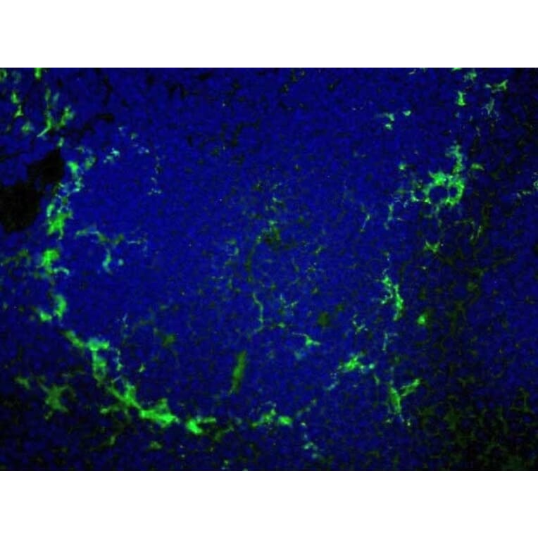 Immunofluorescence  - Anti-Sialoadhesin / CD169 Antibody [MOMA-1] (FITC) (A281242) - Antibodies.com