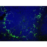 Immunofluorescence  - Anti-Sialoadhesin / CD169 Antibody [MOMA-1] (FITC) (A281242) - Antibodies.com
