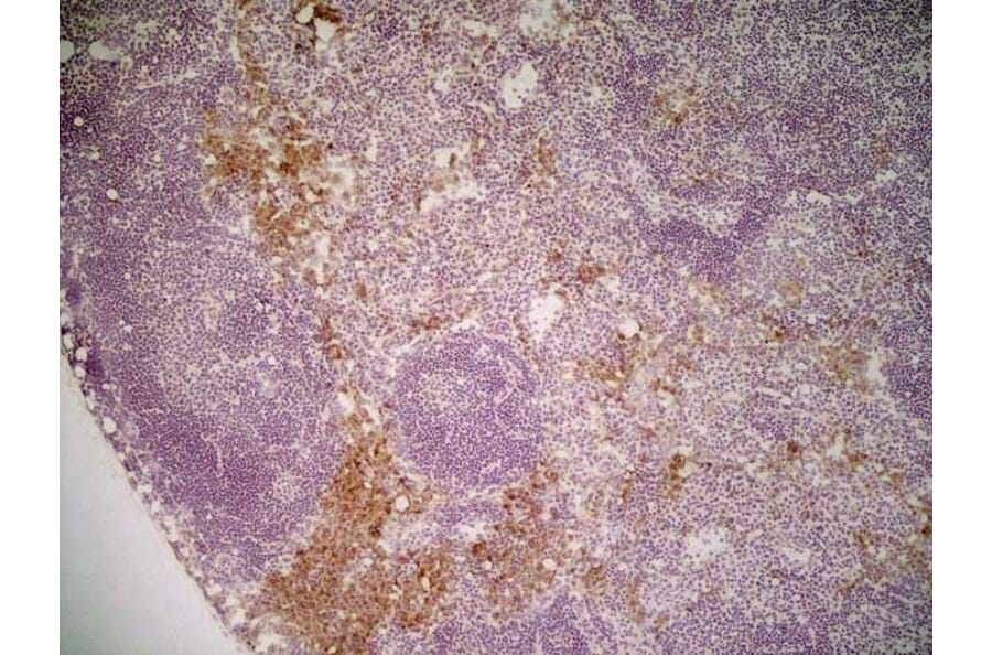 Immunohistochemistry - Anti-Mannose Receptor Antibody [MR5D3] (A281282) - Antibodies.com