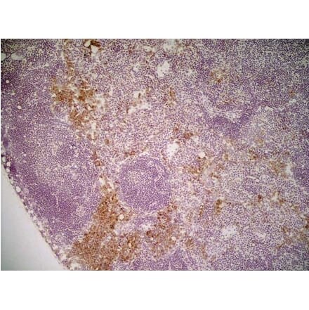 Immunohistochemistry - Anti-Mannose Receptor Antibody [MR5D3] (A281282) - Antibodies.com