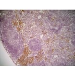 Immunohistochemistry - Anti-Mannose Receptor Antibody [MR5D3] (A281282) - Antibodies.com