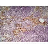 Immunohistochemistry - Anti-Mannose Receptor Antibody [MR5D3] (A281282) - Antibodies.com