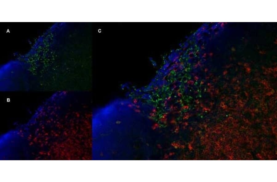 Immunofluorescence  - Anti-Mannose Receptor Antibody [MR5D3] (A281282) - Antibodies.com