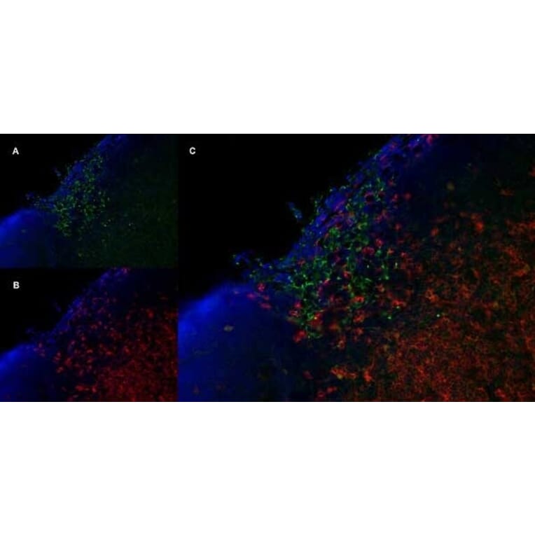 Immunofluorescence  - Anti-Mannose Receptor Antibody [MR5D3] (A281282) - Antibodies.com